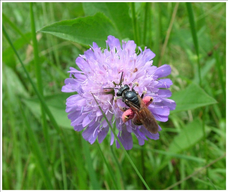 Un curioso Imenottero: Andrena sp.